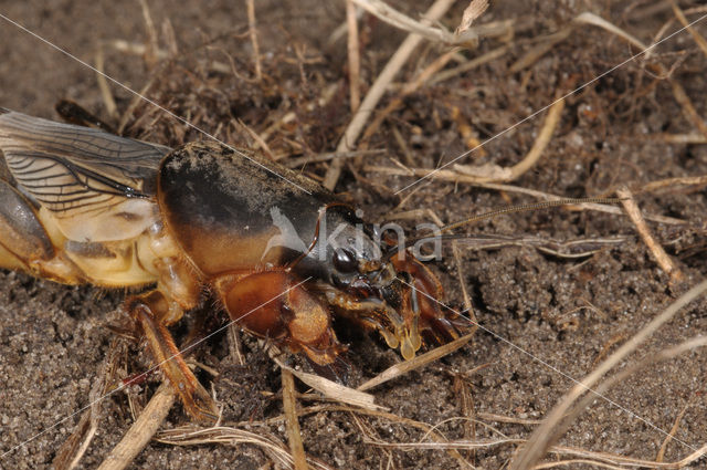 Veenmol (Gryllotalpa gryllotalpa)