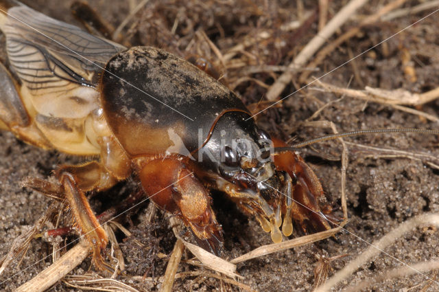 Veenmol (Gryllotalpa gryllotalpa)