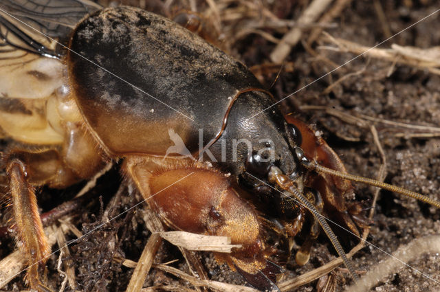 Veenmol (Gryllotalpa gryllotalpa)