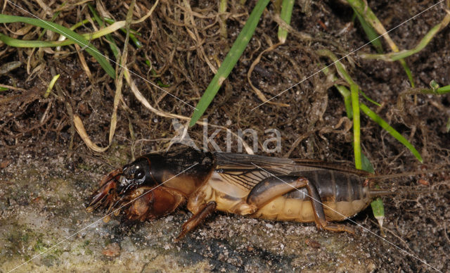 Veenmol (Gryllotalpa gryllotalpa)