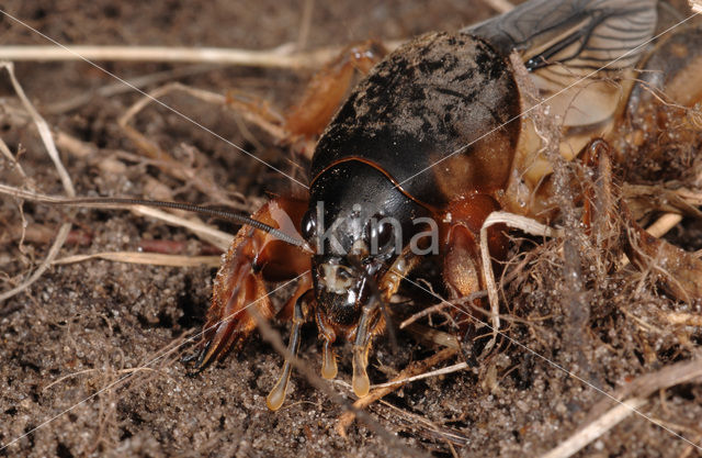 Veenmol (Gryllotalpa gryllotalpa)