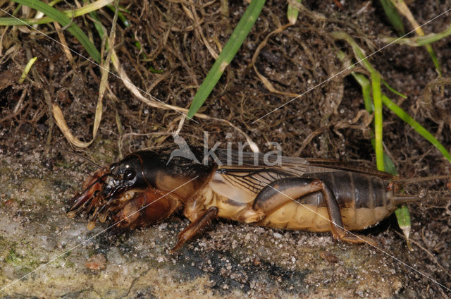 Veenmol (Gryllotalpa gryllotalpa)