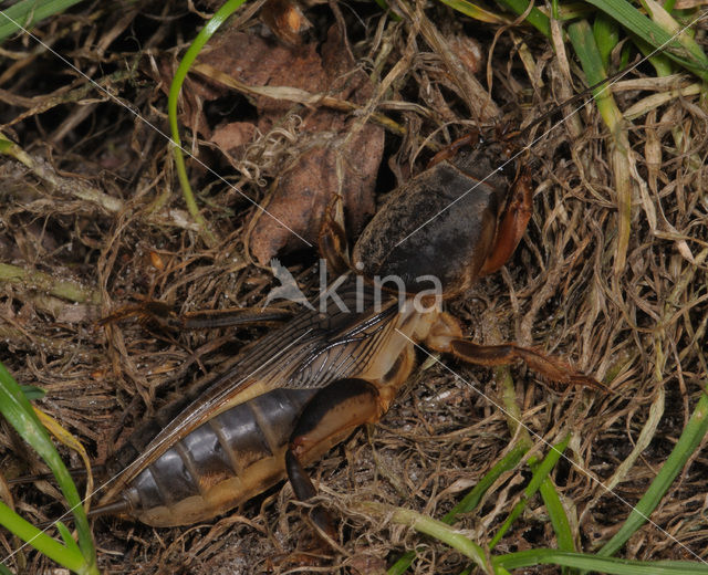 Veenmol (Gryllotalpa gryllotalpa)