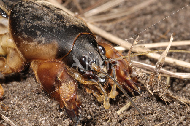 Veenmol (Gryllotalpa gryllotalpa)