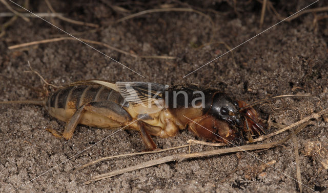 Veenmol (Gryllotalpa gryllotalpa)