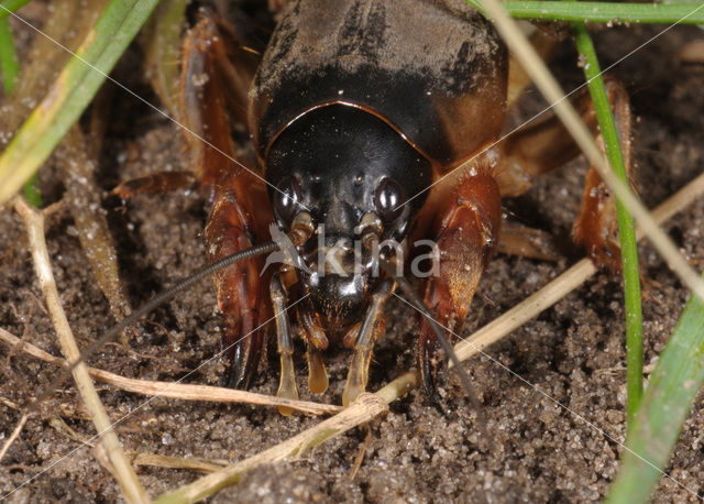 Veenmol (Gryllotalpa gryllotalpa)