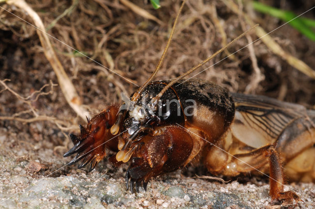 Veenmol (Gryllotalpa gryllotalpa)