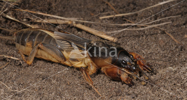 Veenmol (Gryllotalpa gryllotalpa)