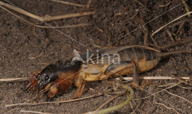 Veenmol (Gryllotalpa gryllotalpa)