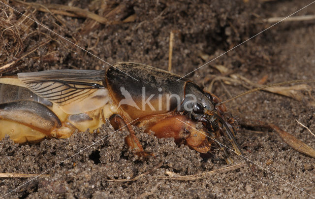 Veenmol (Gryllotalpa gryllotalpa)