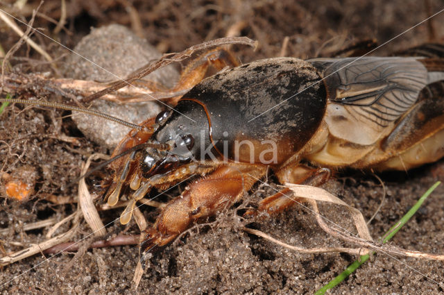 Veenmol (Gryllotalpa gryllotalpa)