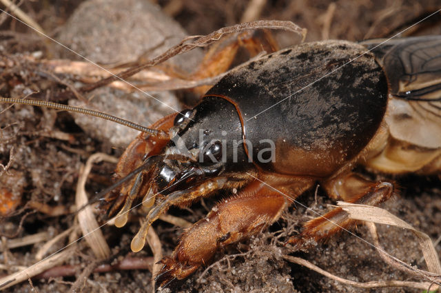 Veenmol (Gryllotalpa gryllotalpa)