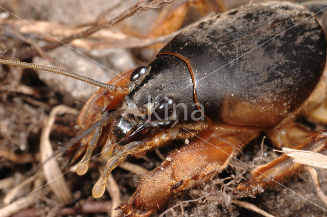 Veenmol (Gryllotalpa gryllotalpa)