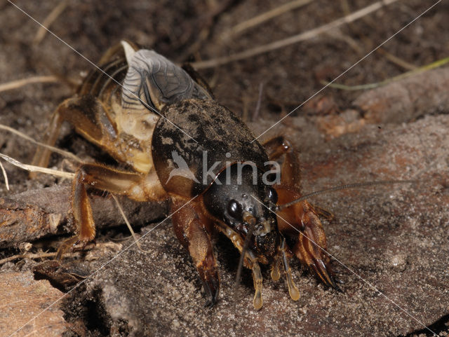 Veenmol (Gryllotalpa gryllotalpa)