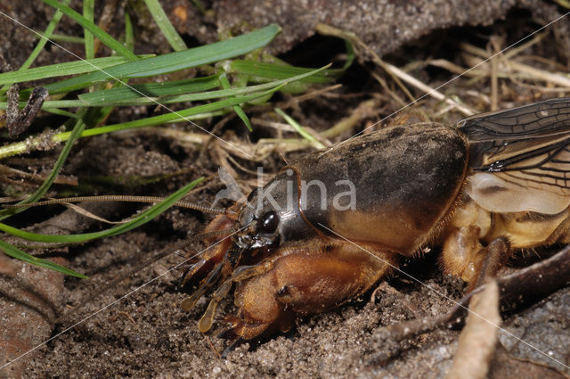 Veenmol (Gryllotalpa gryllotalpa)