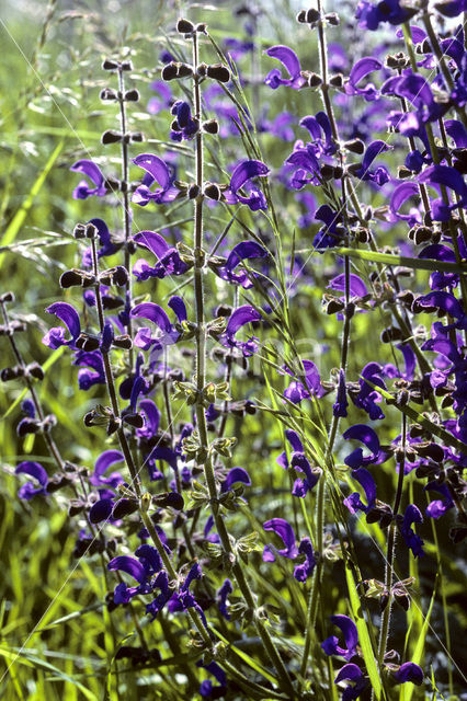 Veldsalie (Salvia pratensis)