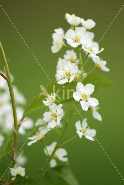 Vogelkers (Prunus virginiana)