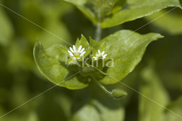 Vogelmuur (Stellaria media)