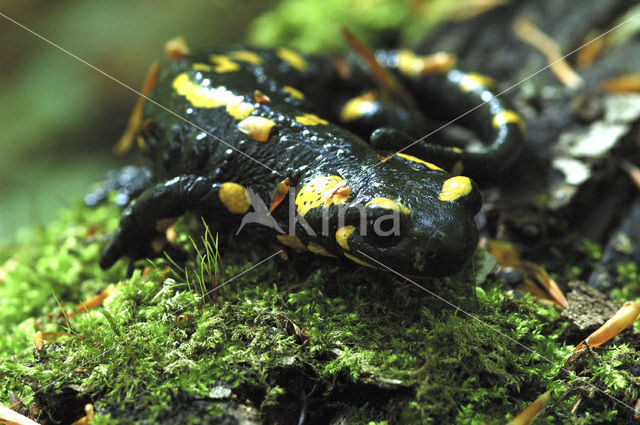 Vuursalamander (Salamandra salamandra)