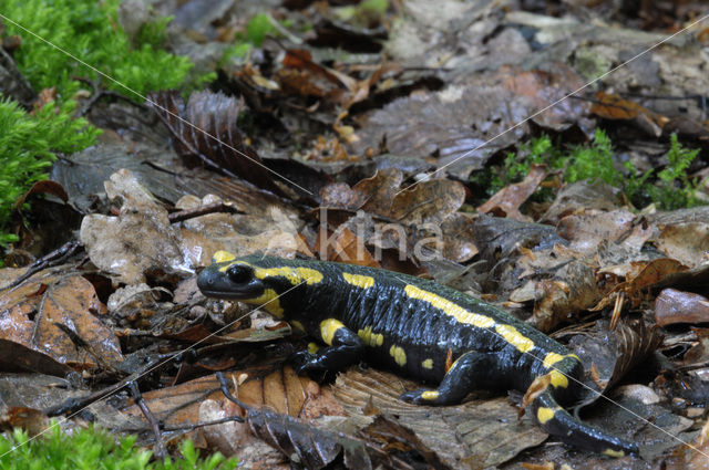 Vuursalamander (Salamandra salamandra)