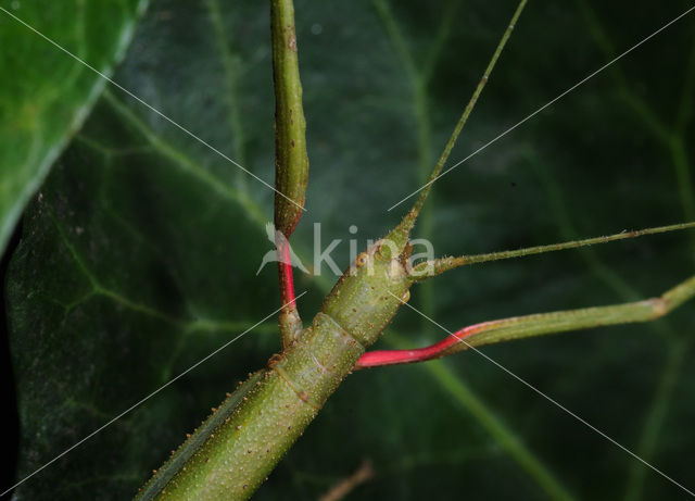 Wandelende tak (Carausius morosus)