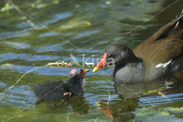 Waterhoen (Gallinula chloropus)