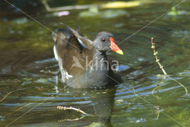 Waterhoen (Gallinula chloropus)