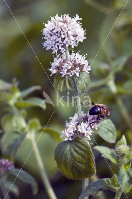 Watermunt (Mentha aquatica)