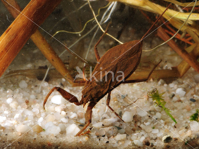 Waterscorpion (Nepa cinerea)