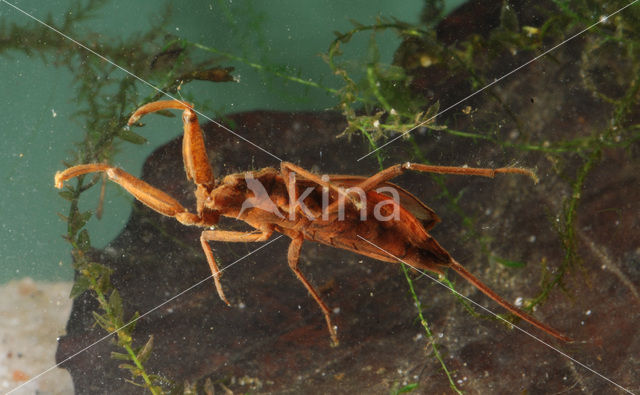 Waterscorpion (Nepa cinerea)