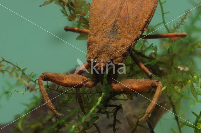 Waterschorpioen (Nepa cinerea)