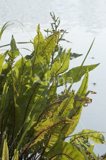 Waterzuring (Rumex hydrolapathum)