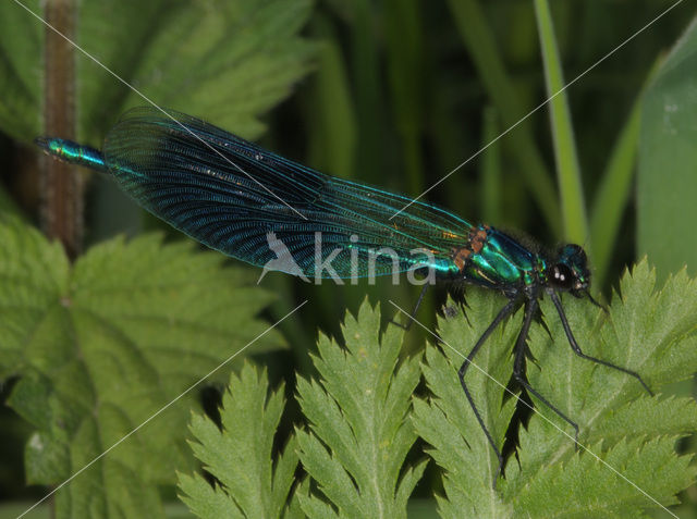 Weidebeekjuffer (Calopteryx splendens)