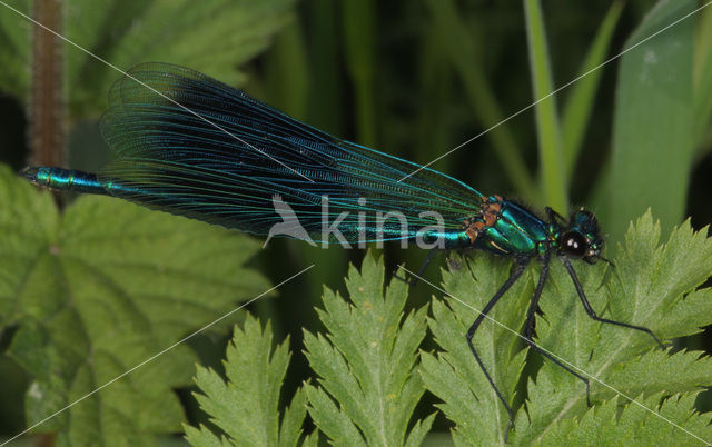 Weidebeekjuffer (Calopteryx splendens)