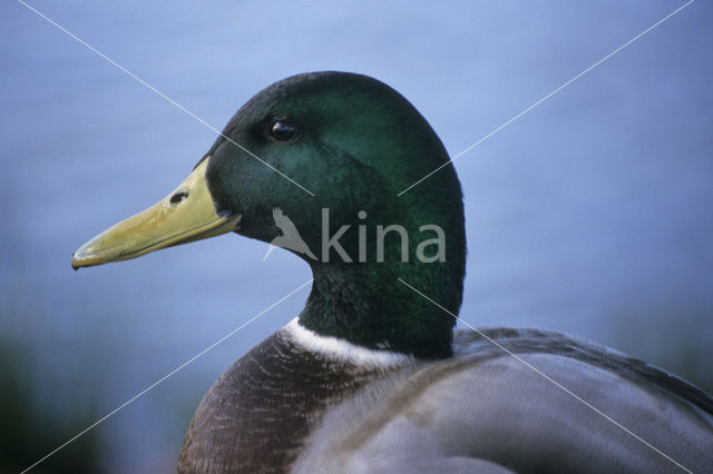 Mallard