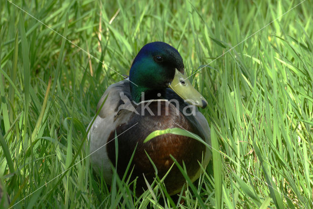 Wilde Eend (Anas platyrhynchos)