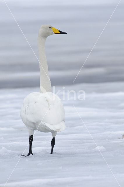 Wilde Zwaan (Cygnus cygnus)