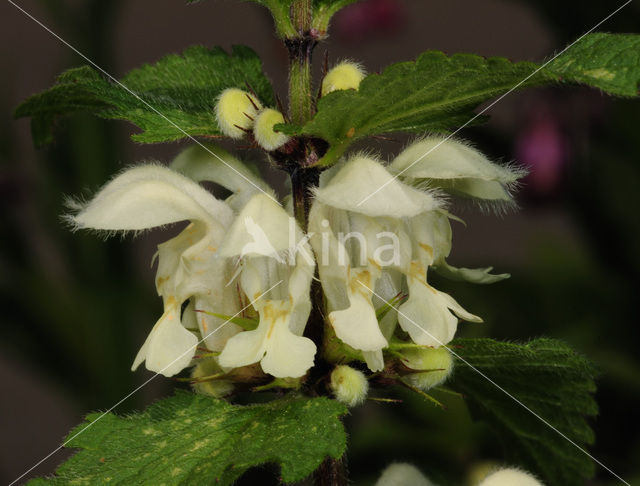 Witte dovenetel (Lamium album)