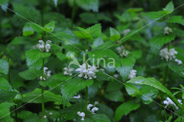 Witte dovenetel (Lamium album)