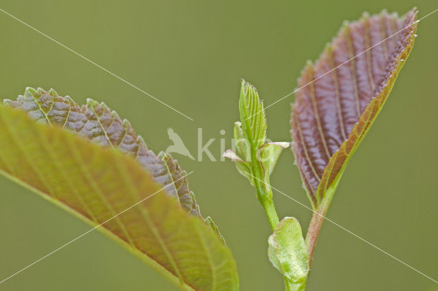 Witte els (Alnus incana)