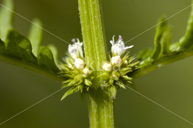 Wolfspoot (Lycopus europaeus)