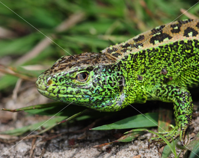 Zandhagedis (Lacerta agilis)