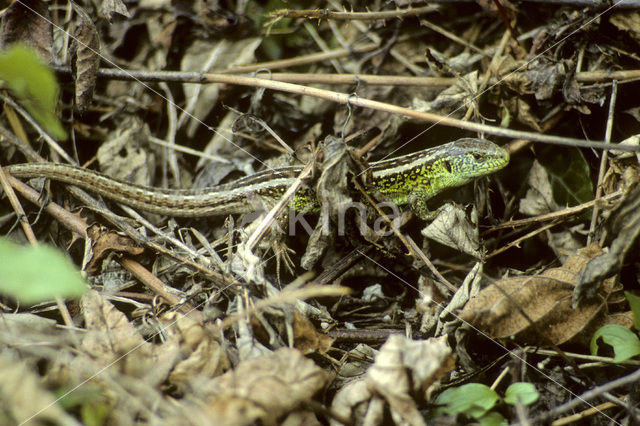 Zandhagedis (Lacerta agilis)