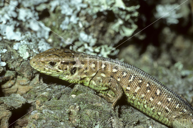 Zandhagedis (Lacerta agilis)