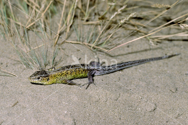 Zandhagedis (Lacerta agilis)