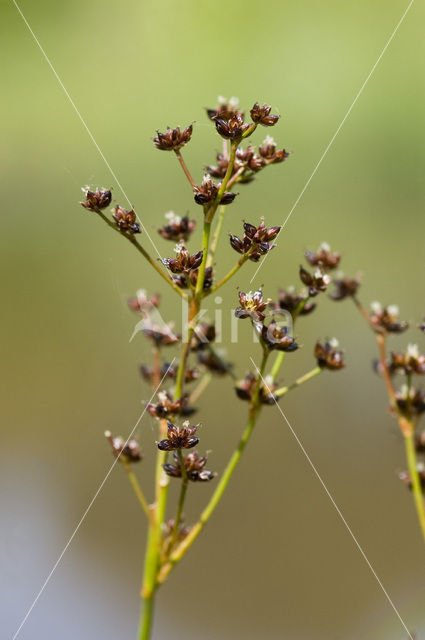 Zomprus (Juncus articulatus)