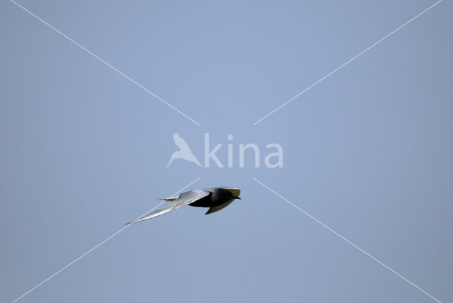 Black Tern (Chlidonias niger)