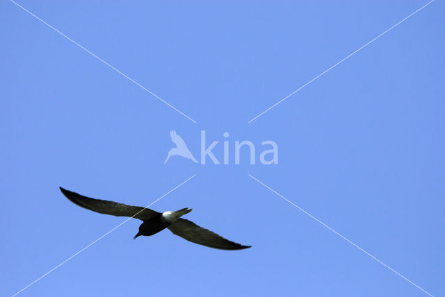 Black Tern (Chlidonias niger)