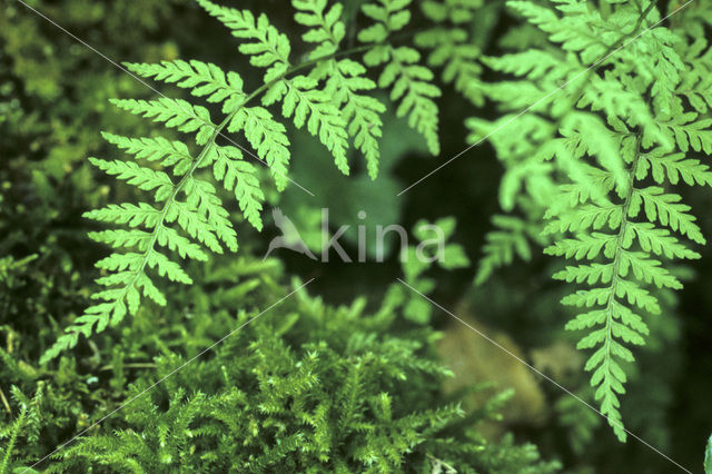 Zwartsteel (Asplenium adiantum-nigrum)