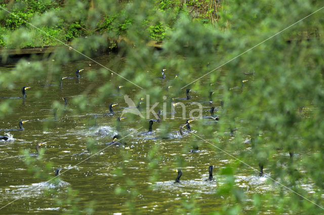 Aalscholver (Phalacrocorax carbo)